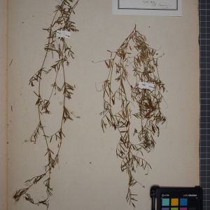 Photographie n°1246460 du taxon Vicia tetrasperma (L.) Schreb. [1771]