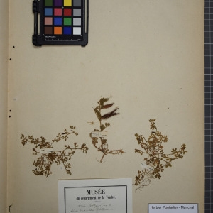 Photographie n°1246470 du taxon Vicia lathyroides L. [1753]
