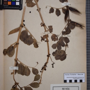 Photographie n°1246477 du taxon Vicia serratifolia Jacq. [1778]