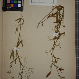 Photographie n°1246485 du taxon Lathyrus hirsutus L. [1753]