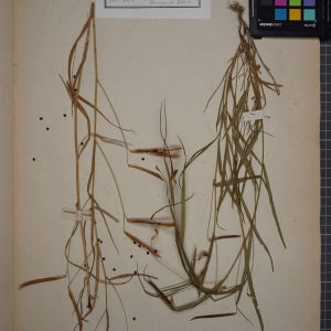 Photographie n°1246487 du taxon Lathyrus nissolia L. [1753]