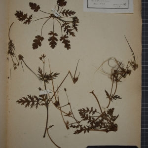 Photographie n°1246494 du taxon Erodium botrys (Cav.) Bertol. [1817]