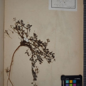 Photographie n°1246504 du taxon Erodium pilosum (Thuill.) Jord. [1851]