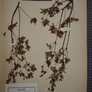 Photographie n°1246507 du taxon Geranium robertianum L. [1753]
