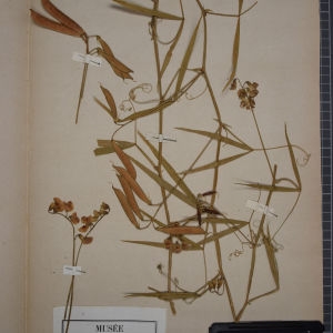 Photographie n°1246521 du taxon Lathyrus sylvestris L. [1753]