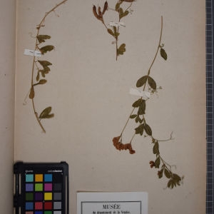Photographie n°1246523 du taxon Lathyrus tuberosus L. [1753]