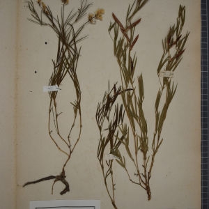 Photographie n°1246526 du taxon Orobus albus L.f. [1782]