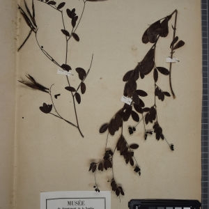 Photographie n°1246528 du taxon Orobus niger L. [1753]