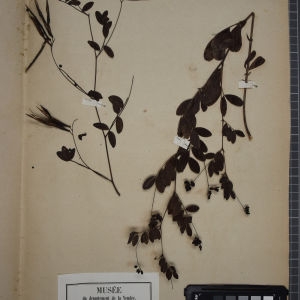 Photographie n°1246530 du taxon Orobus niger L. [1753]