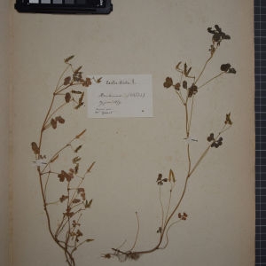 Photographie n°1246542 du taxon Oxalis stricta L. [1753]