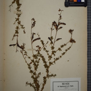 Photographie n°1246558 du taxon Adenocarpus parvifolius DC. [1815]