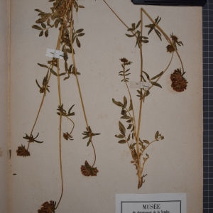 Photographie n°1246571 du taxon Anthyllis vulneraria L. [1753]