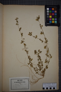 Herbier  PONTARLIER-MARICHAL, le  1 juin 1850 (Les Sables-d'Olonne)