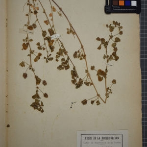  - Medicago apiculata Willd. [1802]