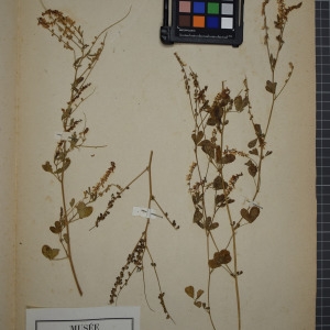 Photographie n°1246599 du taxon Melilotus arvensis Wallr. [1822]