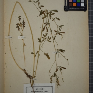 Photographie n°1246601 du taxon Melilotus officinalis (L.) Lam. [1779]
