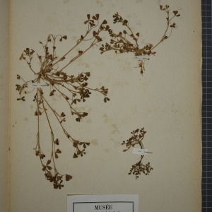 Photographie n°1246610 du taxon Trigonella ornithopodioides (L.) DC. [1805]