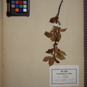 Photographie n°1246675 du taxon Prunus cerasus L. [1753]