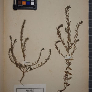 Photographie n°1246684 du taxon Lythrum hyssopifolia L. [1753]