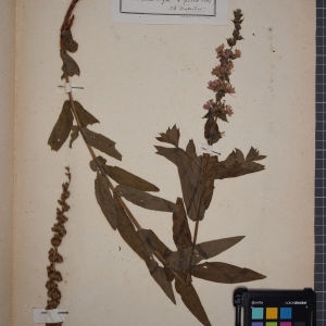 Photographie n°1246685 du taxon Lythrum salicaria L. [1753]