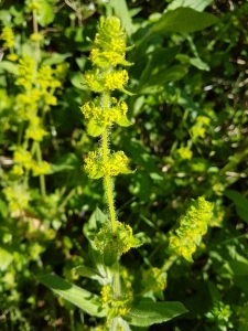 Pierre DUVALLET, le 19 avril 2017