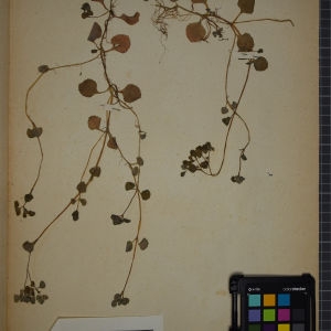 Photographie n°1246771 du taxon Chrysosplenium oppositifolium L. [1753]