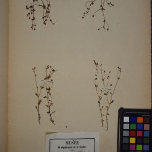 Photographie n°1246782 du taxon Saxifraga tridactylites L. [1753]