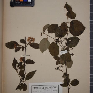 Photographie n°1246786 du taxon Cornus sanguinea L. [1753]