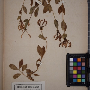 Photographie n°1246793 du taxon Lonicera periclymenum L. [1753]