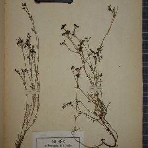 Photographie n°1246811 du taxon Asperula cynanchica L. [1753]