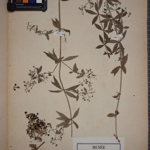 Photographie n°1246813 du taxon Rubia peregrina L. [1753]