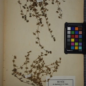 Photographie n°1246818 du taxon Sherardia arvensis L. [1753]