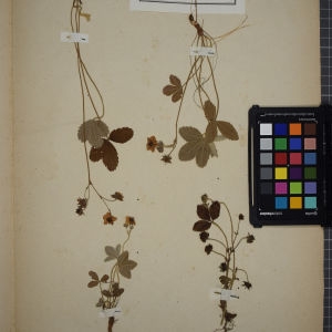 Photographie n°1246823 du taxon Fragaria collina Ehrh. [1792]