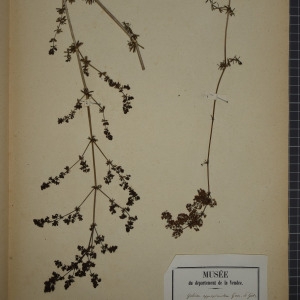  - Galium x approximatum Gren. [1850]