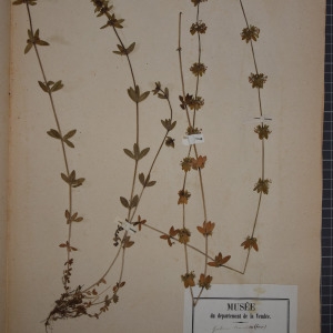 Photographie n°1246837 du taxon Galium cruciata (L.) Scop. [1771]