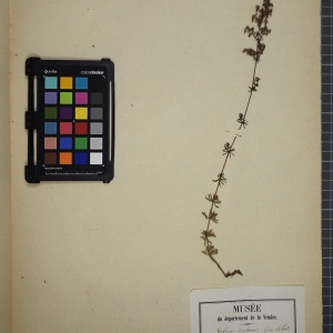 Photographie n°1246839 du taxon Galium x decolorans Gren. [1850]