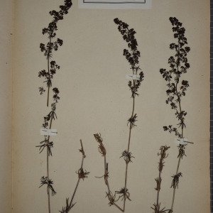 Photographie n°1246857 du taxon Galium verum L. [1753]