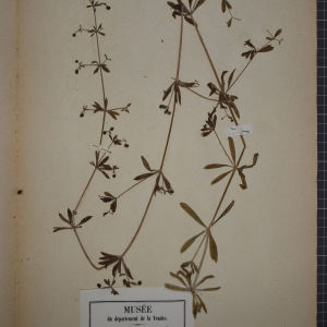 Photographie n°1246865 du taxon Galium aparine L. [1753]