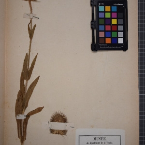 Photographie n°1246898 du taxon Dipsacus sylvestris Mill. [1768]