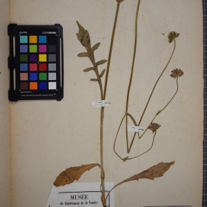 Photographie n°1246902 du taxon Scabiosa arvensis L. [1753]