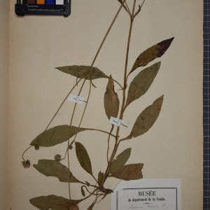Photographie n°1246909 du taxon Scabiosa succisa L. [1753]