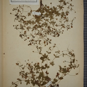 Photographie n°1246931 du taxon Potentilla tormentilla Neck. [1770]