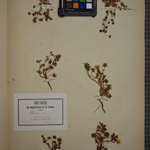 Photographie n°1246938 du taxon Potentilla verna L. [1753]