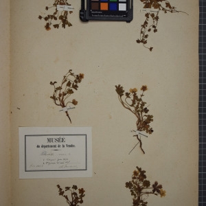 Photographie n°1246939 du taxon Potentilla verna L. [1753]