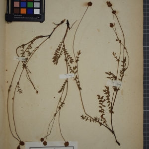 Photographie n°1246950 du taxon Poterium dictyocarpum Spach [1846]