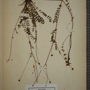 Photographie n°1246953 du taxon Poterium muricatum Spach [1846]