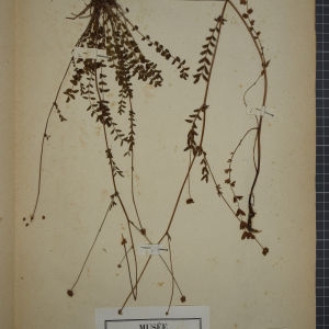 Photographie n°1246956 du taxon Poterium muricatum Spach [1846]