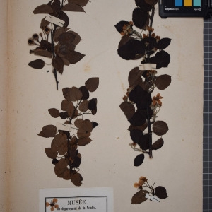 Photographie n°1246972 du taxon Pyrus communis L. [1753]