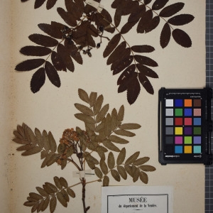 Photographie n°1246979 du taxon Sorbus domestica L. [1753]