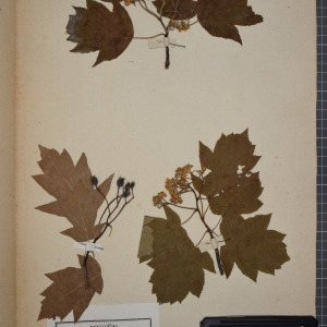 Photographie n°1246982 du taxon Sorbus torminalis (L.) Crantz [1763]